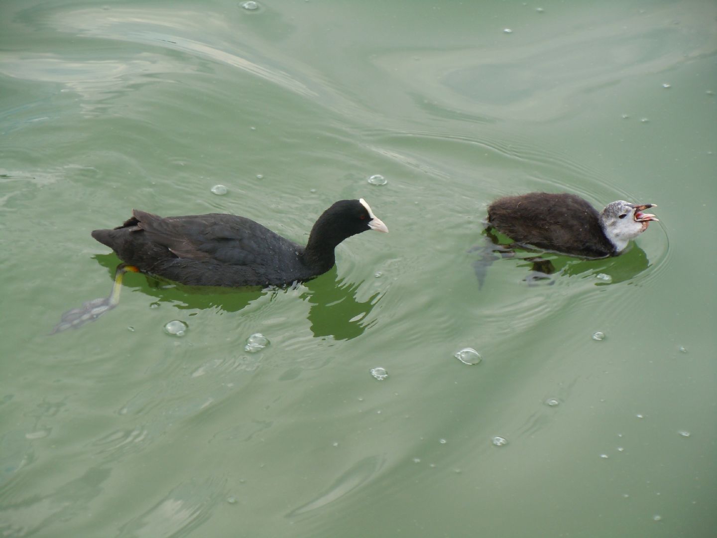 Pulli di folaga dal lago D''Averno